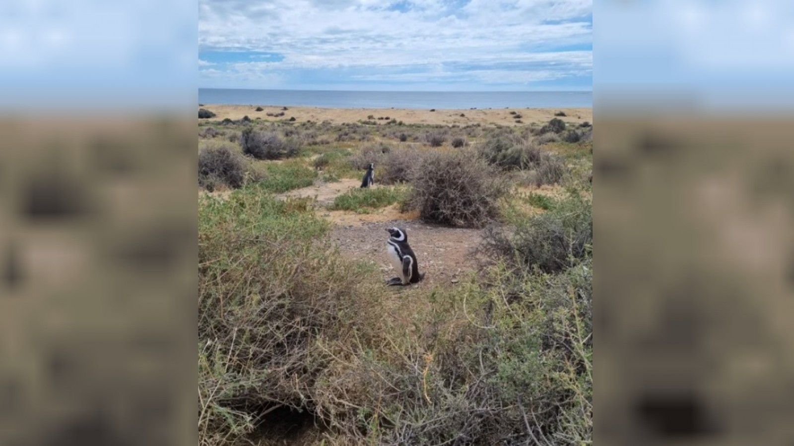 Denuncian que el dueño de un campo aplastó 140 nidos de pingüinos y electrificó a otro centenar